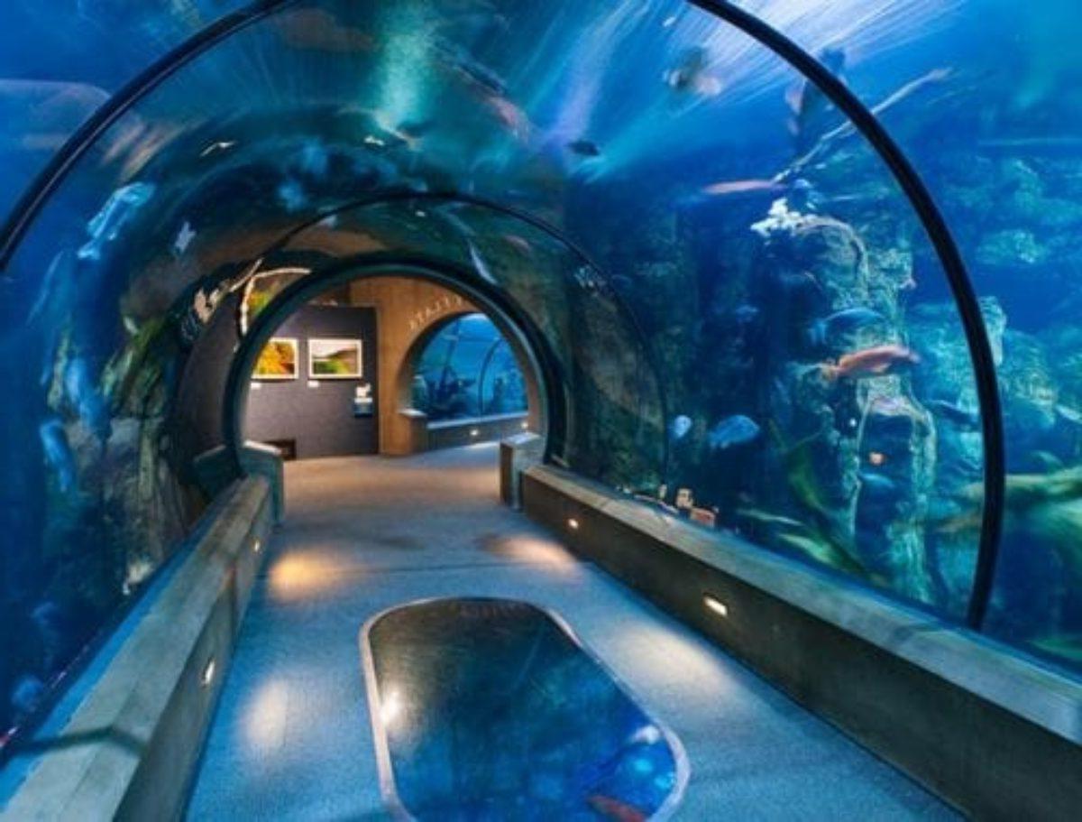 Oregon Coast Aquarium in Newport, OR: New Attractions Just In!