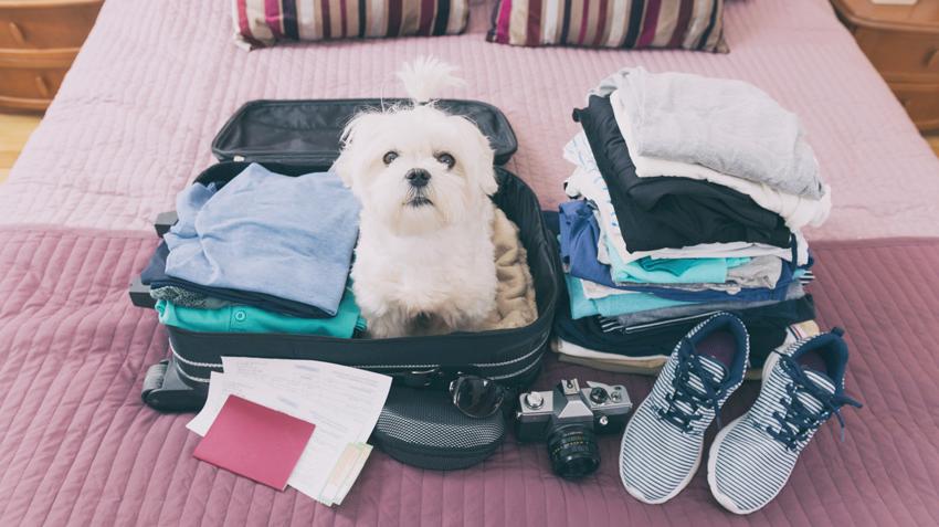 Air Travel Guidelines | Pet Health Insurance & Tips